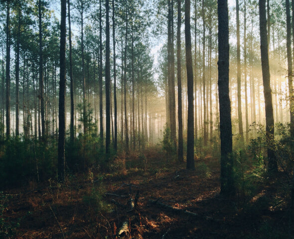 Wald